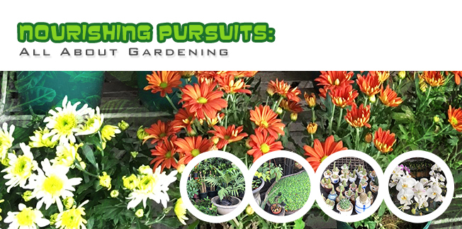 Nourishing Pursuits: All About Gardening