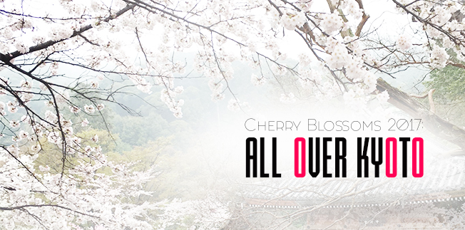 Cherry Blossoms 2017: All Over Kyoto