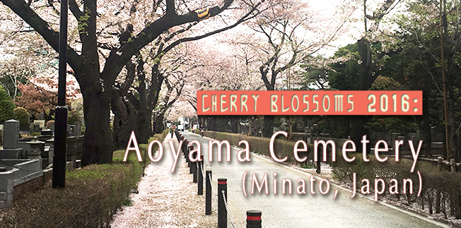 Cherry Blossoms 2016: Aoyama Cemetery (Minato, Japan)