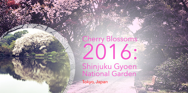 Cherry Blossoms 2016: Shinjuku Gyoen National Garden (Tokyo, Japan)